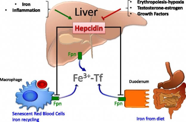 Iron & Inflammation image