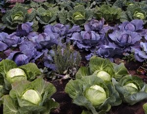 Brassicas Gout photo